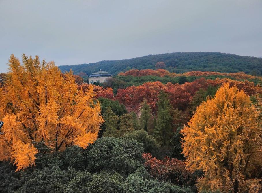 武汉开学震撼画面,夏季的武汉大学风景