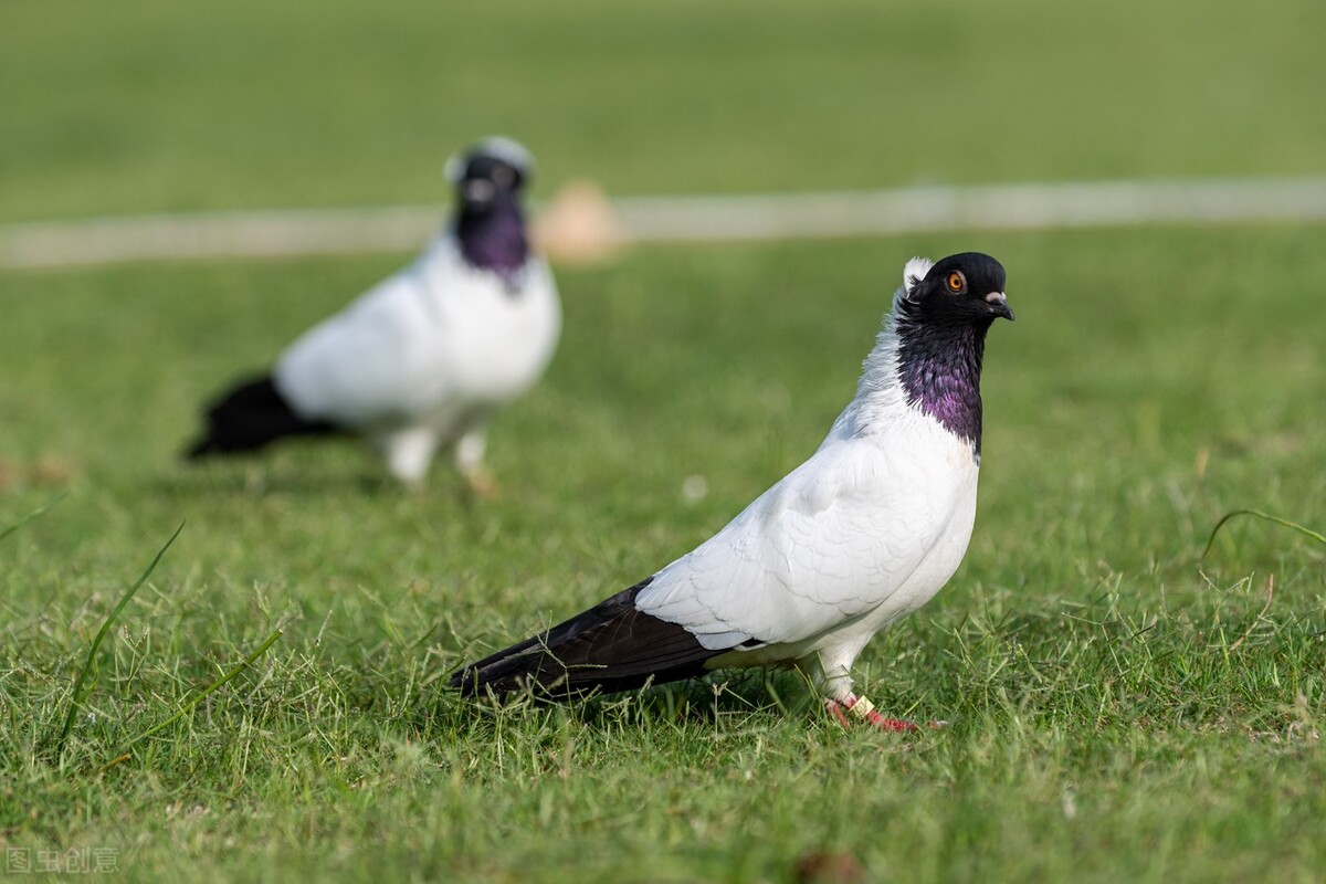 全棚鸽子单眼伤风怎么处理,养鸽子单眼伤风怎么治