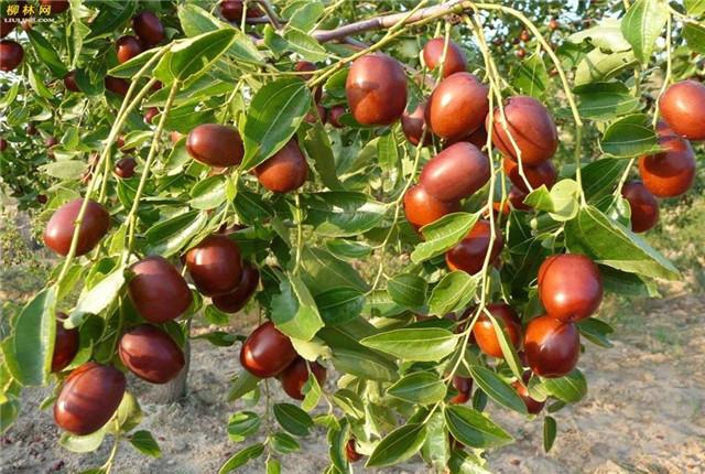 种植大枣怎么能高产,大枣如何丰产好吃