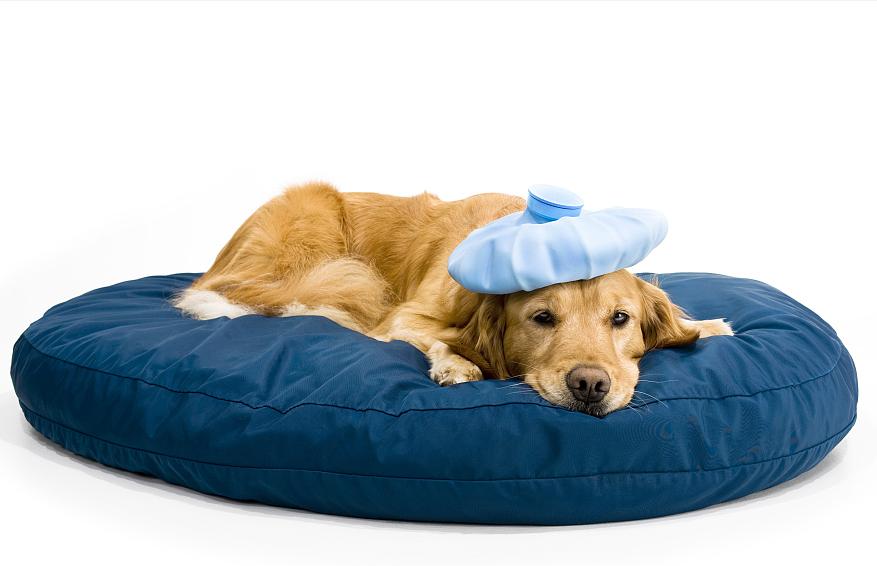 狗狗长不胖什么原因,狗狗长不胖补充维生素