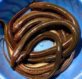 黄鳝是食肉的吗,黄鳝属于真正的鱼类吗