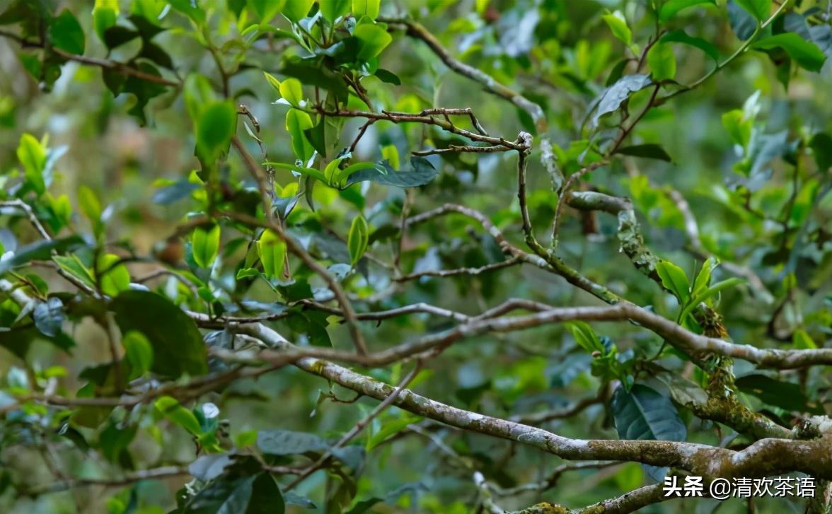 「春访茗山寻味江湖」茗山兵器谱之“七星龙泉剑”——倚邦曼松