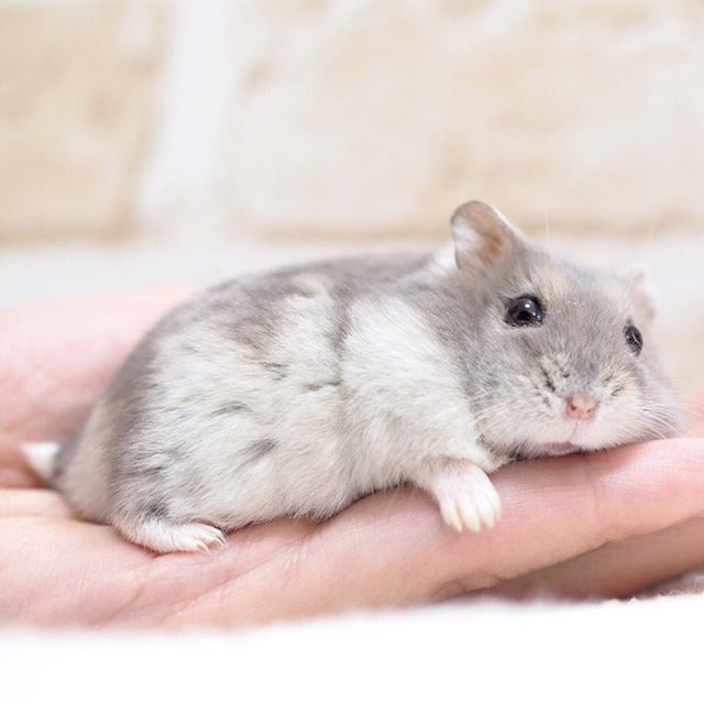 仓鼠躺手可爱,仓鼠躺手是好事吗