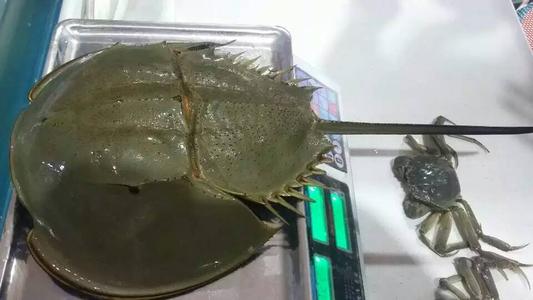 世界上哪种动物的血最贵,世界上最值钱的动物血