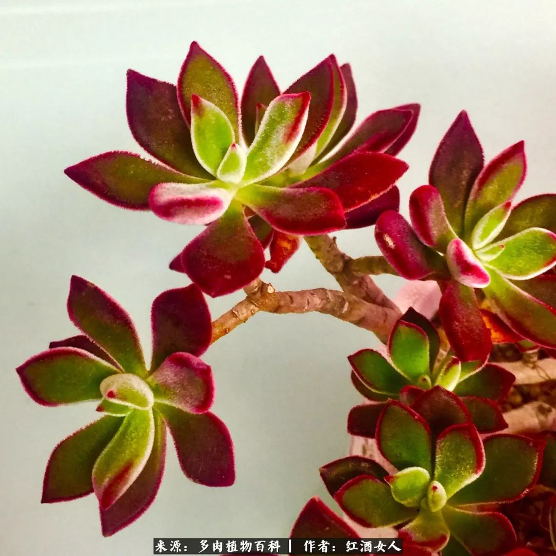 记录走过的美景留下美好的回忆,记录走过的每一段美好时光