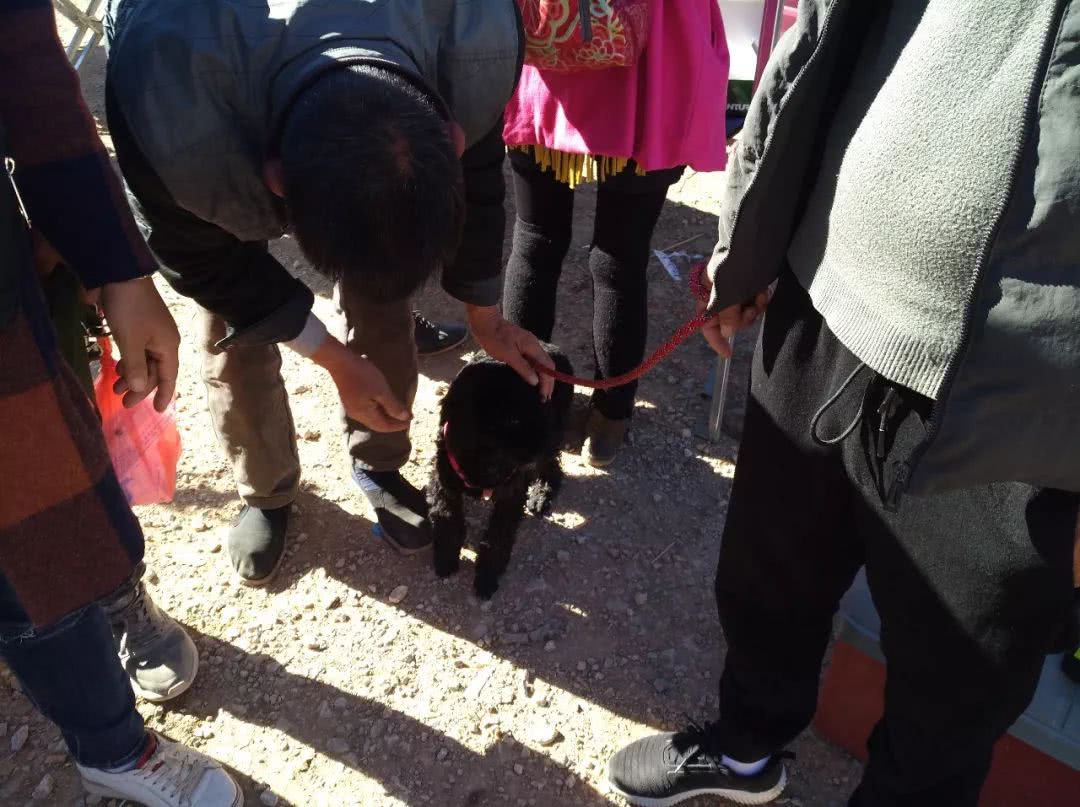 500元在宠物店买的泰迪狗,狗贩子贩卖泰迪犬