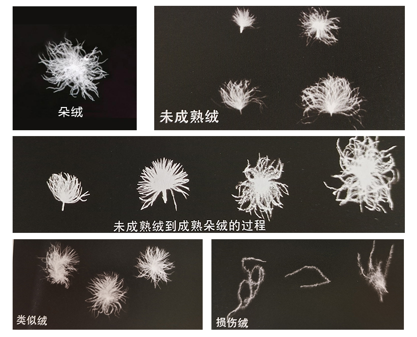 男士羽绒马甲是鹅绒好还是鸭绒好,鸭绒和鹅绒哪个羽绒服更好