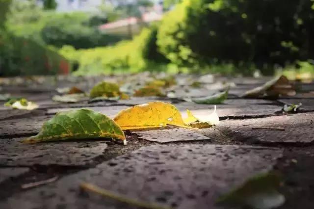 海口市第一中学的简介,海口市第一中学初中好不好