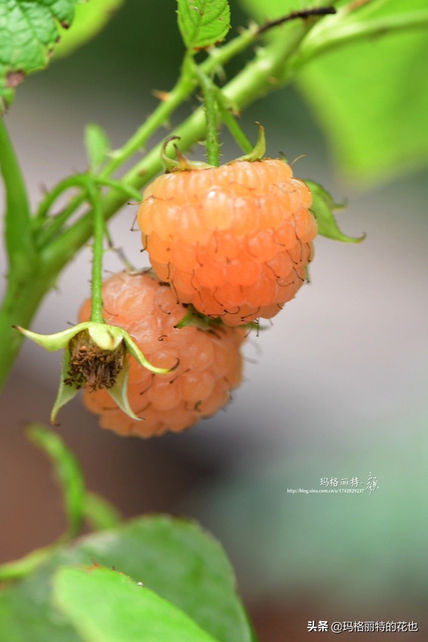 花园里种树莓吗,树莓在庭院里如何种植