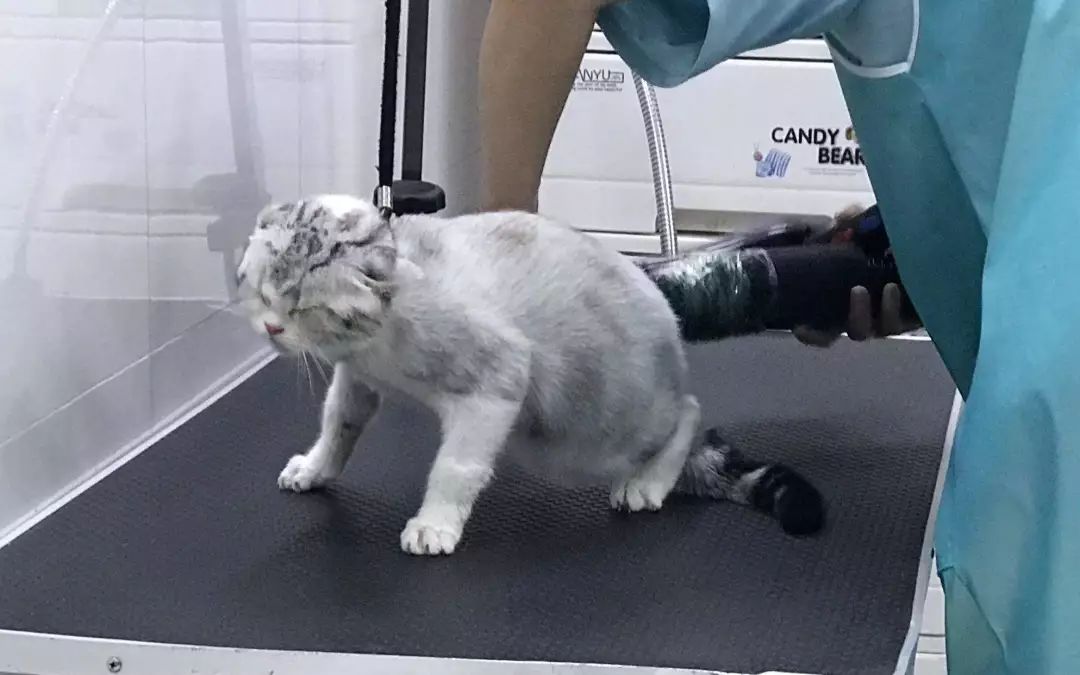 大狗去宠物店,自己在家洗宠物狗需要注意什么