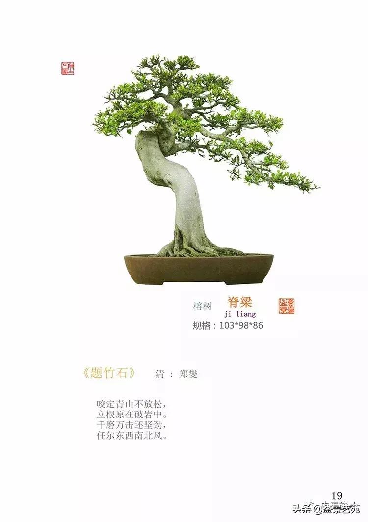 陈文图榕树欣赏,陈文图盆景