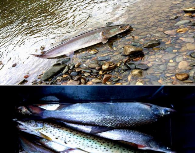 俄罗斯人是怎么钓鱼的,俄罗斯人钓鱼攻略