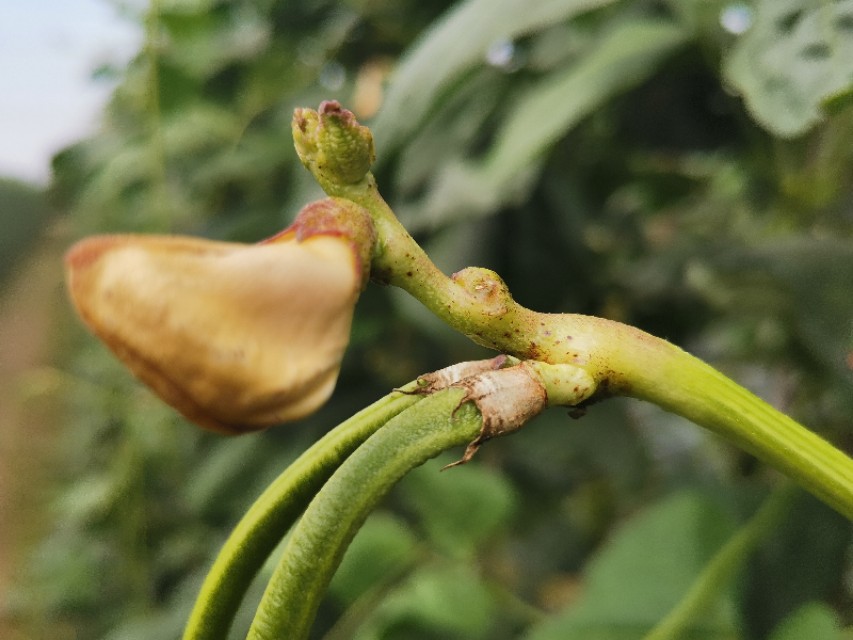 豆角钻心虫防治办法,豆角里面的钻心虫用什么药防治