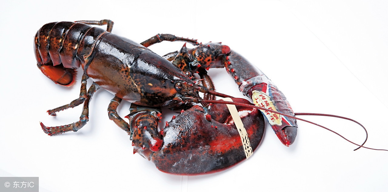 龙虾产量,龙虾每年销售额达到多少