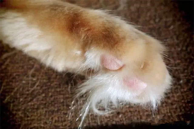 猫咪的脚毛怎么处理,猫咪脚毛为什么要剪