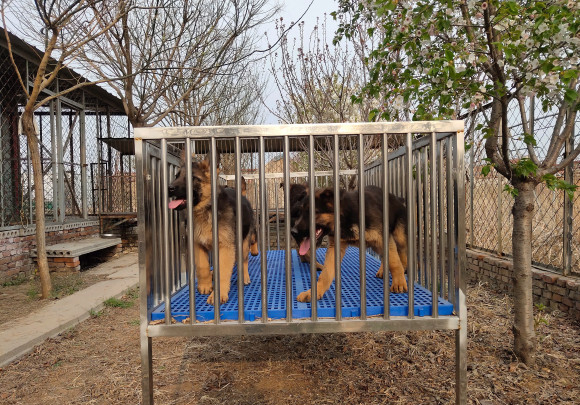 德牧来人不叫不看家,德牧不会看门