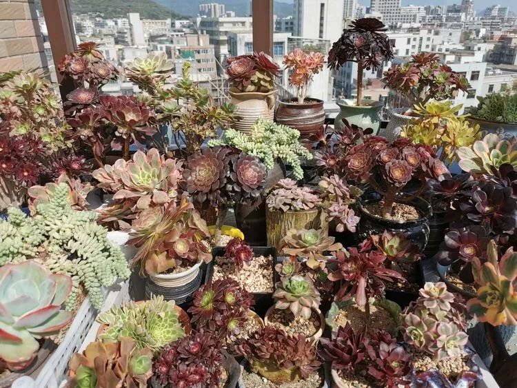 适合从小养到大的多肉,由小到大由浅入深