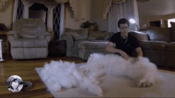 推荐你养这几种狗聪明又招财,这几种狗越养越值钱