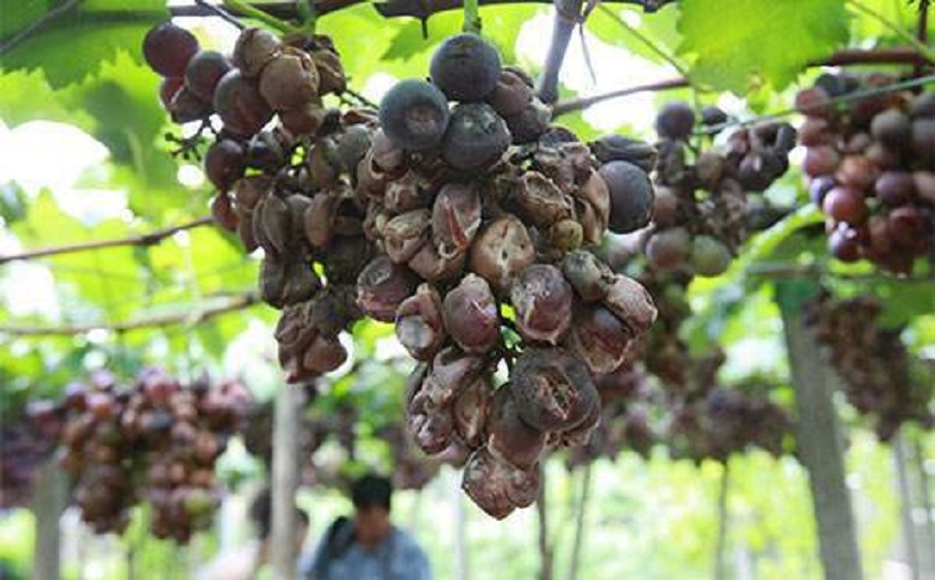 巨峰葡萄果腐病防治,巨峰葡萄黑腐病治疗