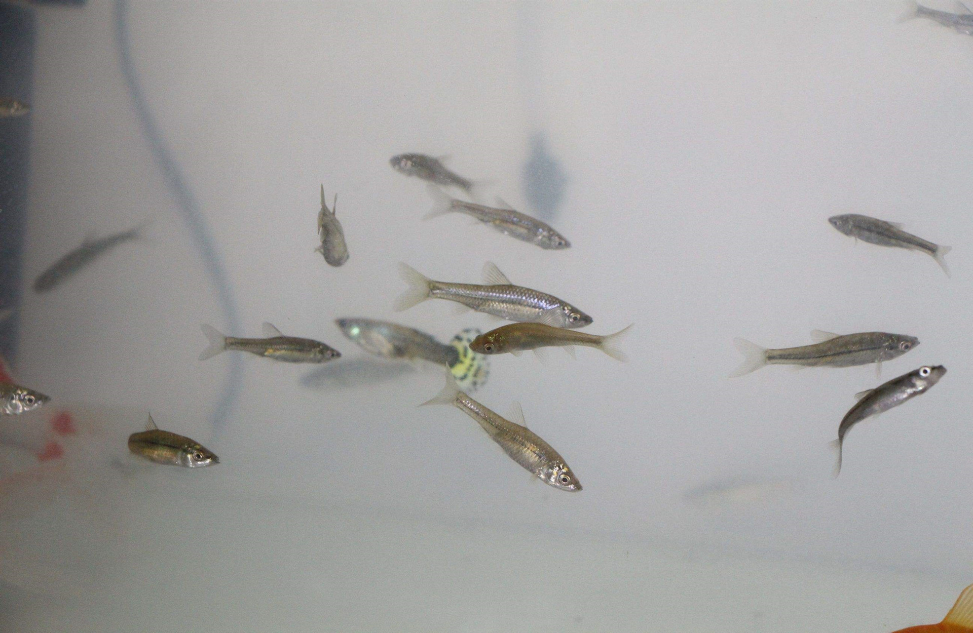 怎样打窝最有利于垂钓,打窝子钓鱼全过程