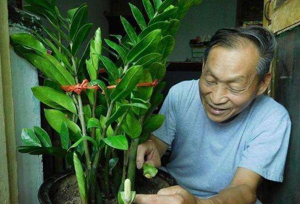 金钱树叶子发黄烂根怎么办,金钱树叶子黄怎么办小妙招