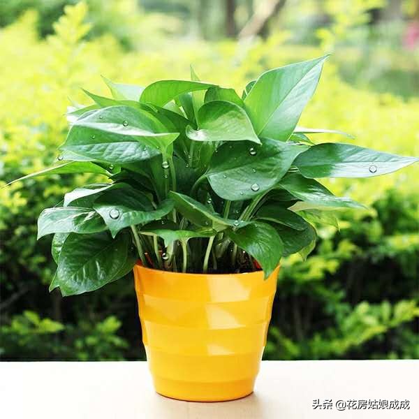 绿萝黄叶加入营养液能变绿吗,家里的绿萝黄叶子怎么治