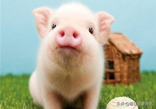 猪脸识别真有效吗,猪脸识别