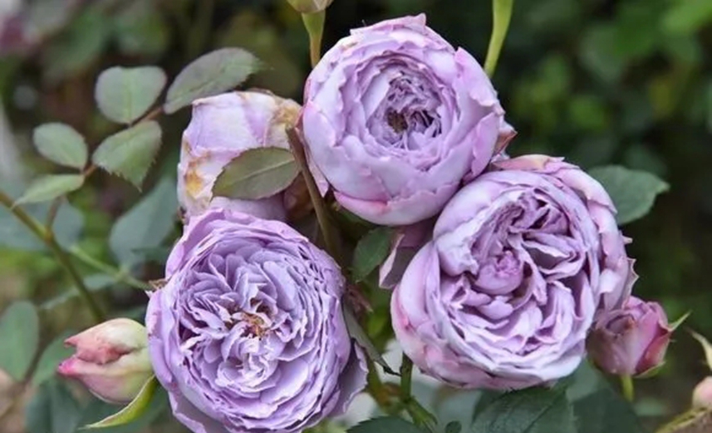 100种月季品种大全集,适合地栽的蓝紫色月季有哪些