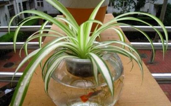 金边吊兰长枝怎么修剪,家里养的金边吊兰金边没了怎么办