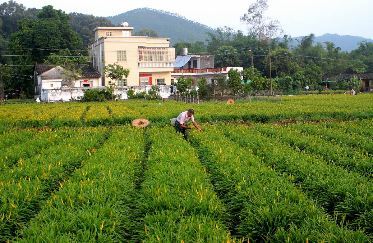 上等的山珍,上等山珍国宾菜