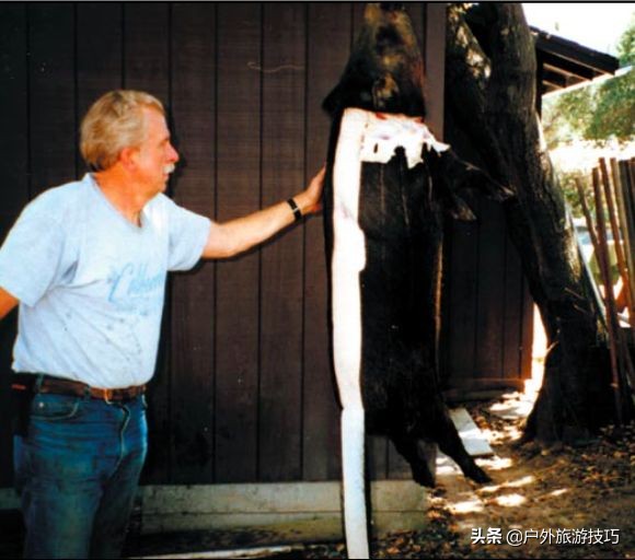 美国猎人捕猎野猪视频,国外狩猎的野猪怎么处置