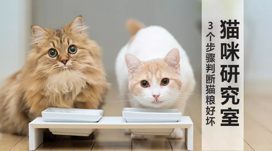 判断猫粮好坏看产品成分,怎么判断一款猫粮吃了好不好