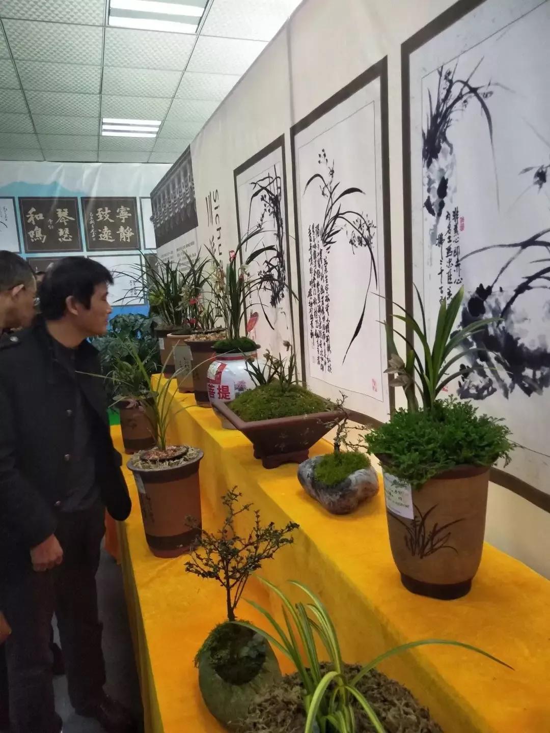 四川兰花市场有哪些品种,兰花市场哪里最大