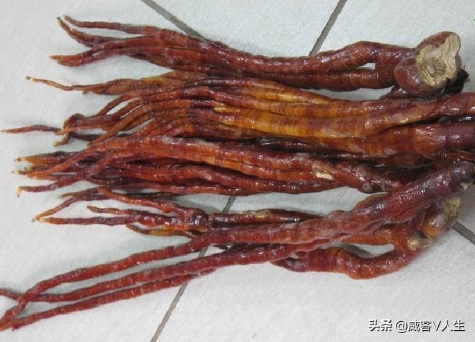 灵芝神草中华瑰宝,中华瑰宝灵芝价格