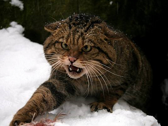 猫咪有这些特征说明它已经认主了,猫咪什么时候开始认主