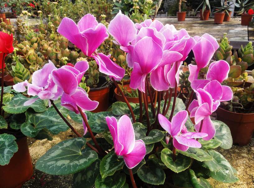 吸甲醛最好的植物花卉是哪几种,刚装修好的新房种什么植物去甲醛