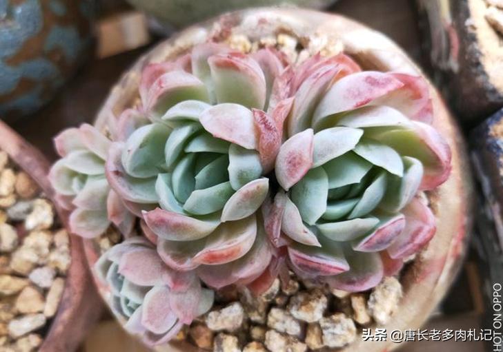 冰梅多肉皮实好养吗,冰梅多肉和迪奥多肉有什么区别