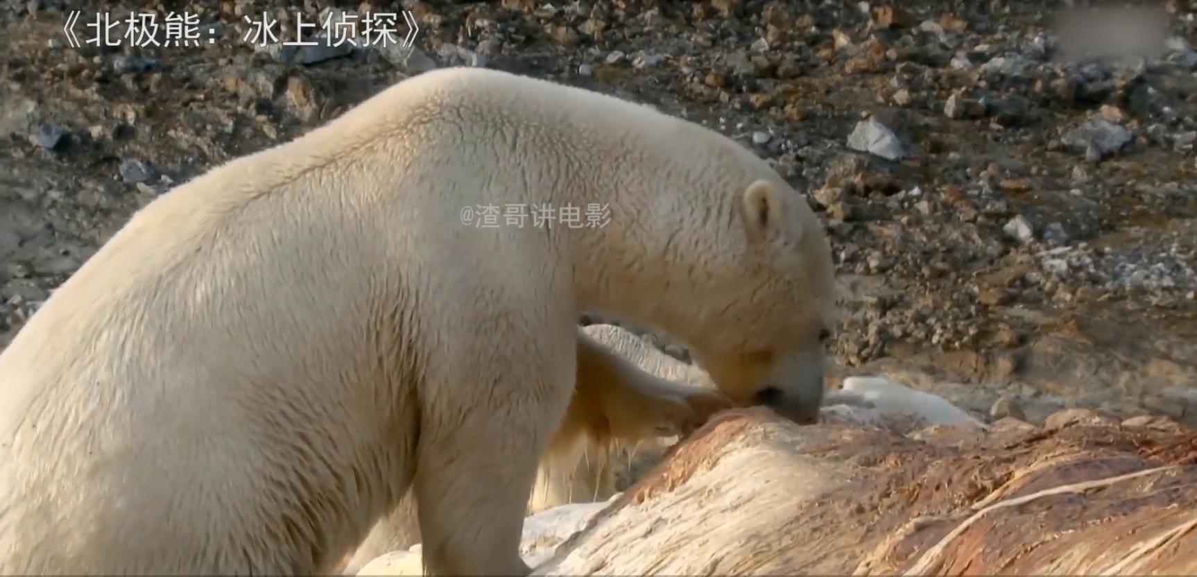 北极熊捕杀海豹的视频,北极熊捕杀海豹的真实过程