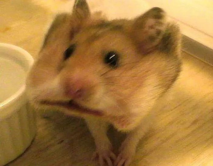 10个你一定不知道的动物冷知识,1000个牛动物有趣的冷知识