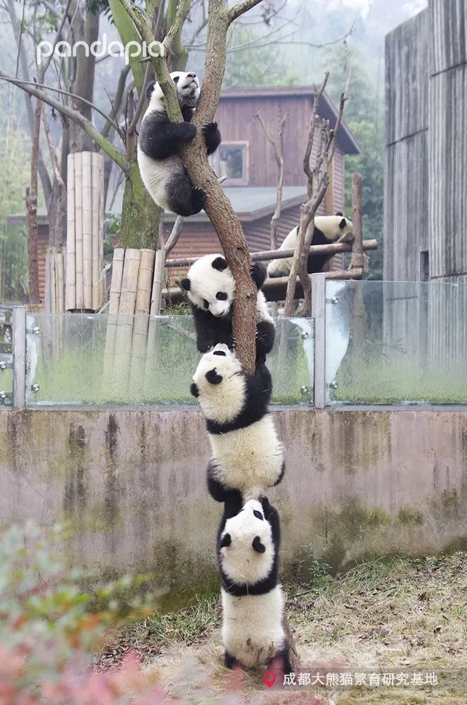 挂树的正确方法,猴子挂树姿势