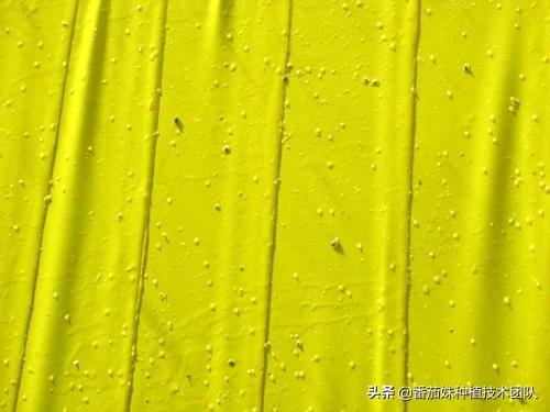 番茄叶子上老出一种白色幺蛾子是啥？咋办？几个大招彻底解决