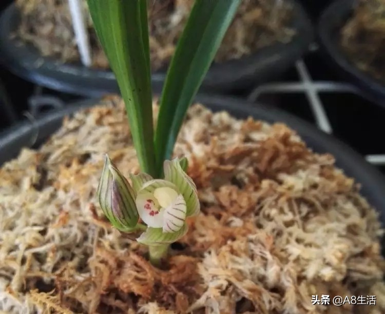 春兰姜氏荷兰名品欣赏,姜氏荷兰花春兰