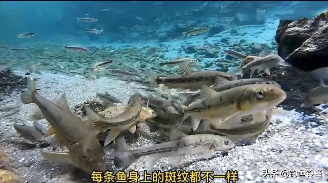 青海湖湟鱼已经进入洄游季,青海湟鱼资源