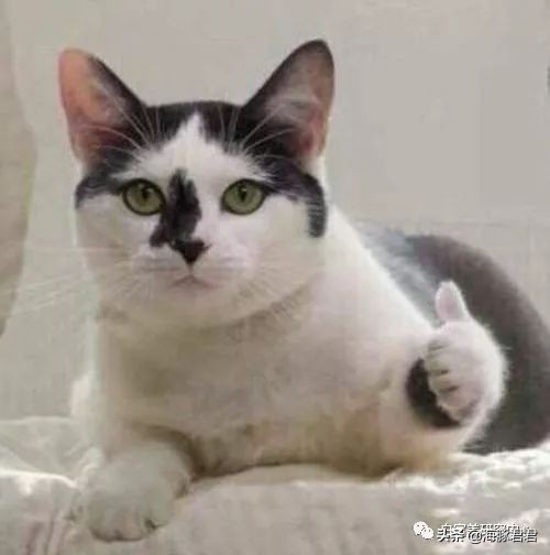 北京小公主靠吸猫血成百万大V,直播整容、大照骗、2年养死3只猫