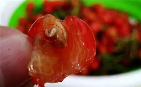 樱桃常见病虫害有哪些,樱桃常见病虫害有哪些症状