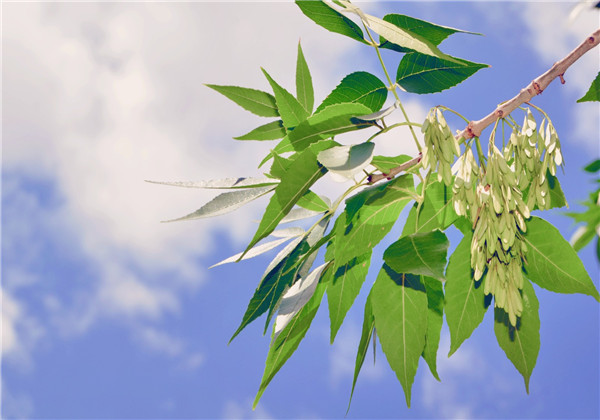 白蜡栽培方法,白蜡树栽培技术