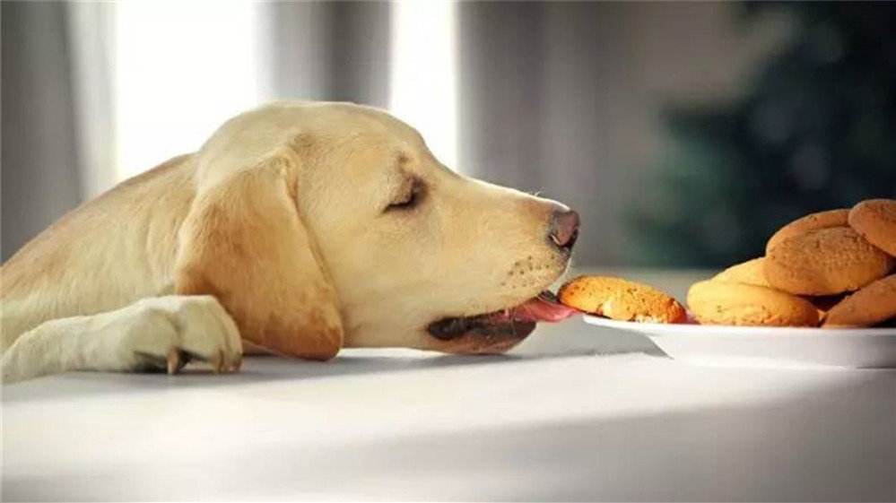 养拉布拉多犬一个月花费多少钱,养拉布拉多犬新手要注意什么