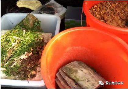 黄缘龟该如何造景,黄缘龟造景用河沙
