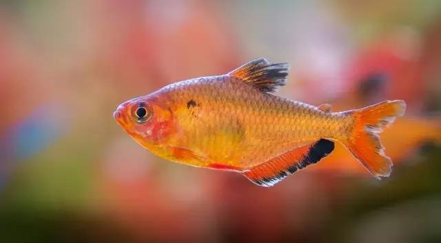 本色水景水草造景培训,本色水景水草培训