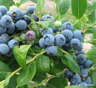 水果皇后明珠店,水果皇后巢湖